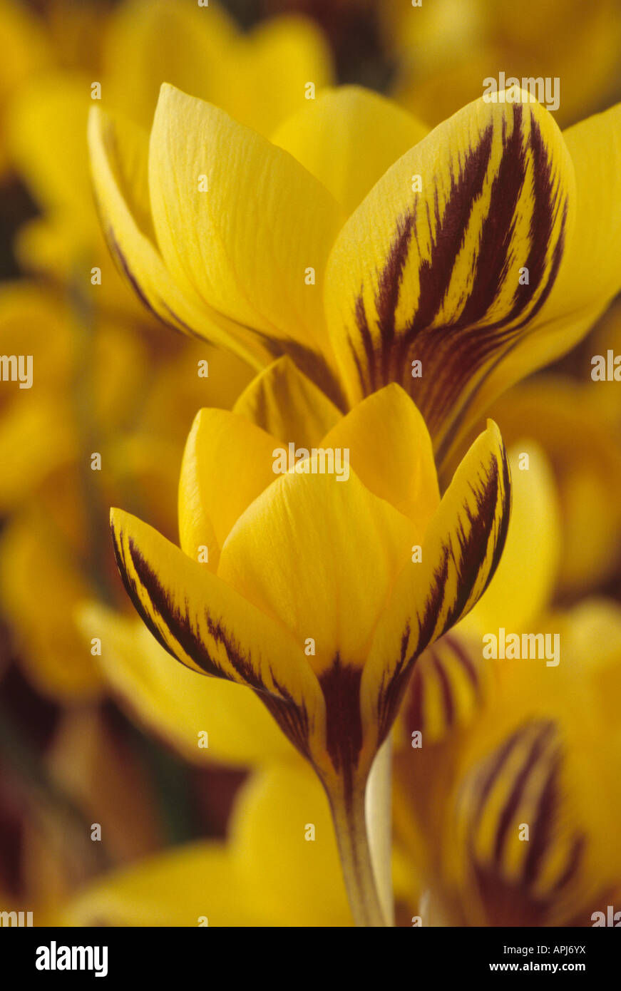 Crocus chrysanthus 'Gipsy Girl' Close up of yellow with purple feathering, spring flowering crocuses. Stock Photo