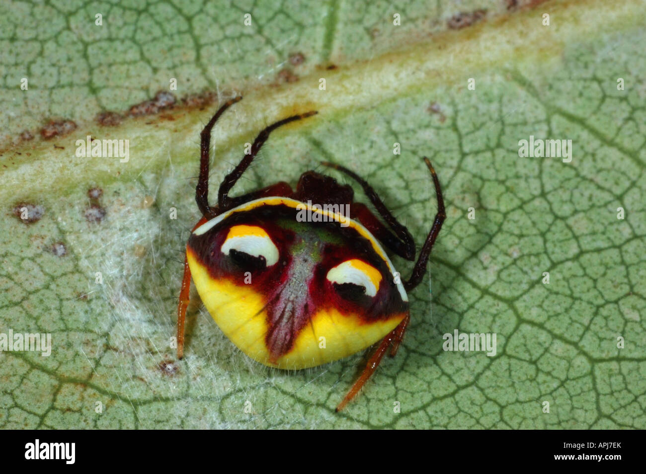 Female Two-spined spider with protective face pattern in Leigh, New Zealand Stock Photo