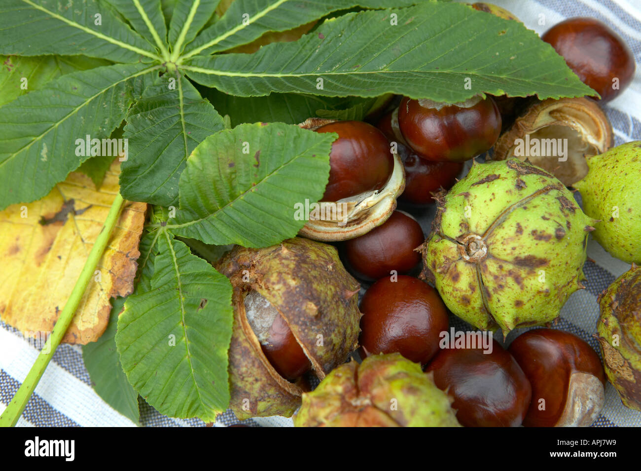 Chestnuts with chestnut tree leaves Stock Photo - Alamy