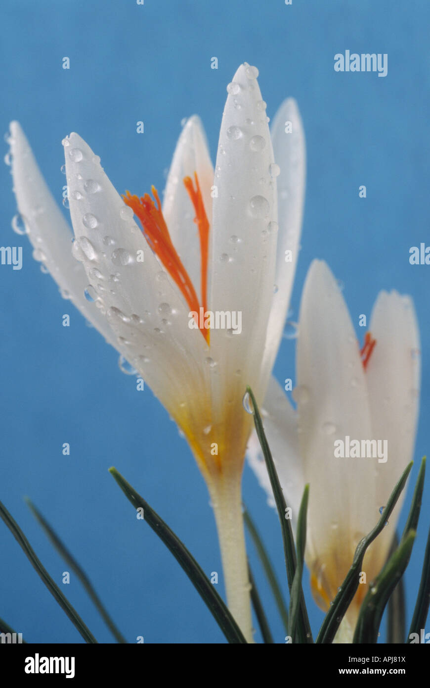 Crocus fleischeri. Close up of white Winter flowering crocus. Stock Photo