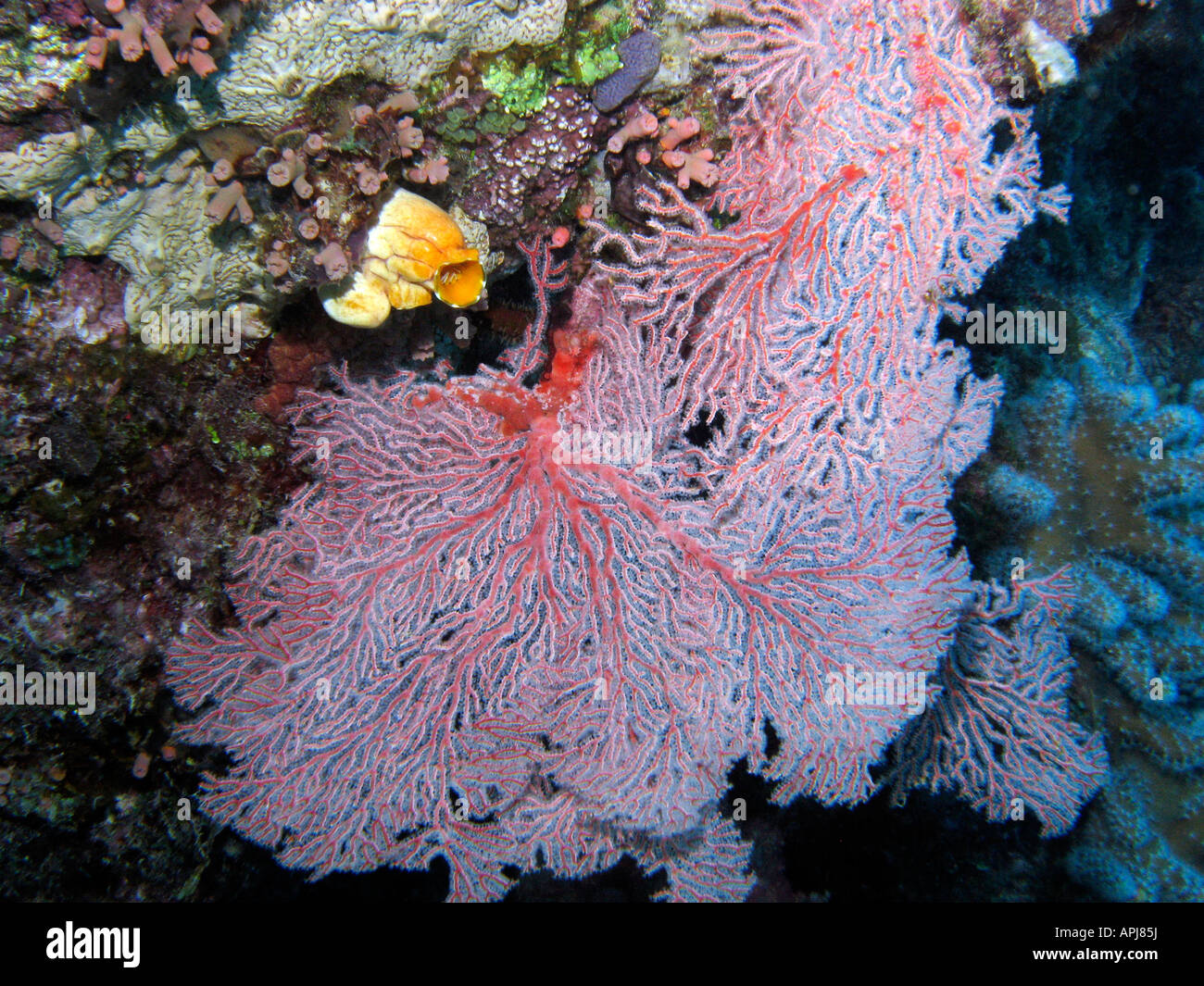 Fan Coral Agincourt Reef Great Barrier Reef North Queensland Australia