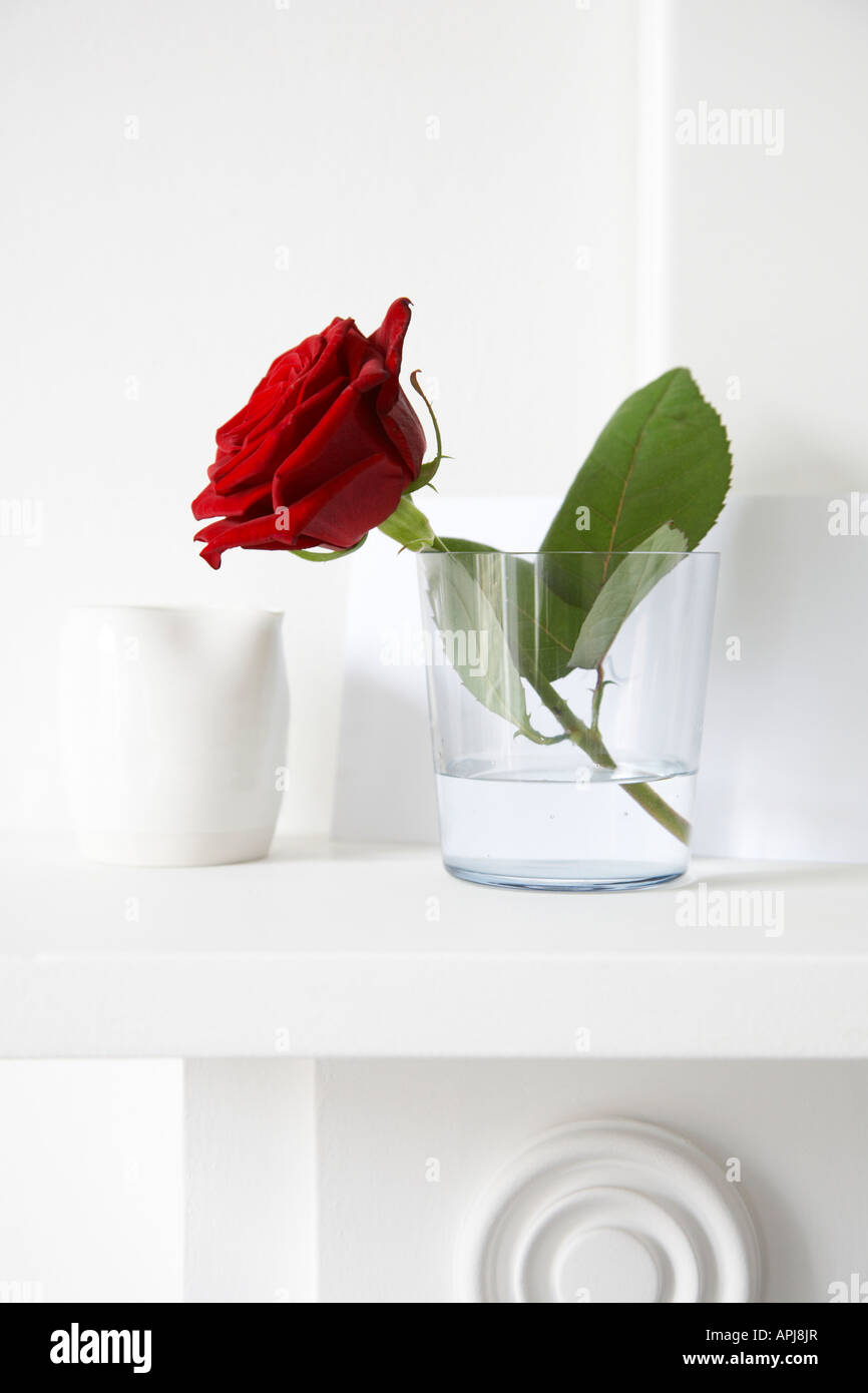 A single red rose in vase on a white mantlepiece Stock Photo Alamy