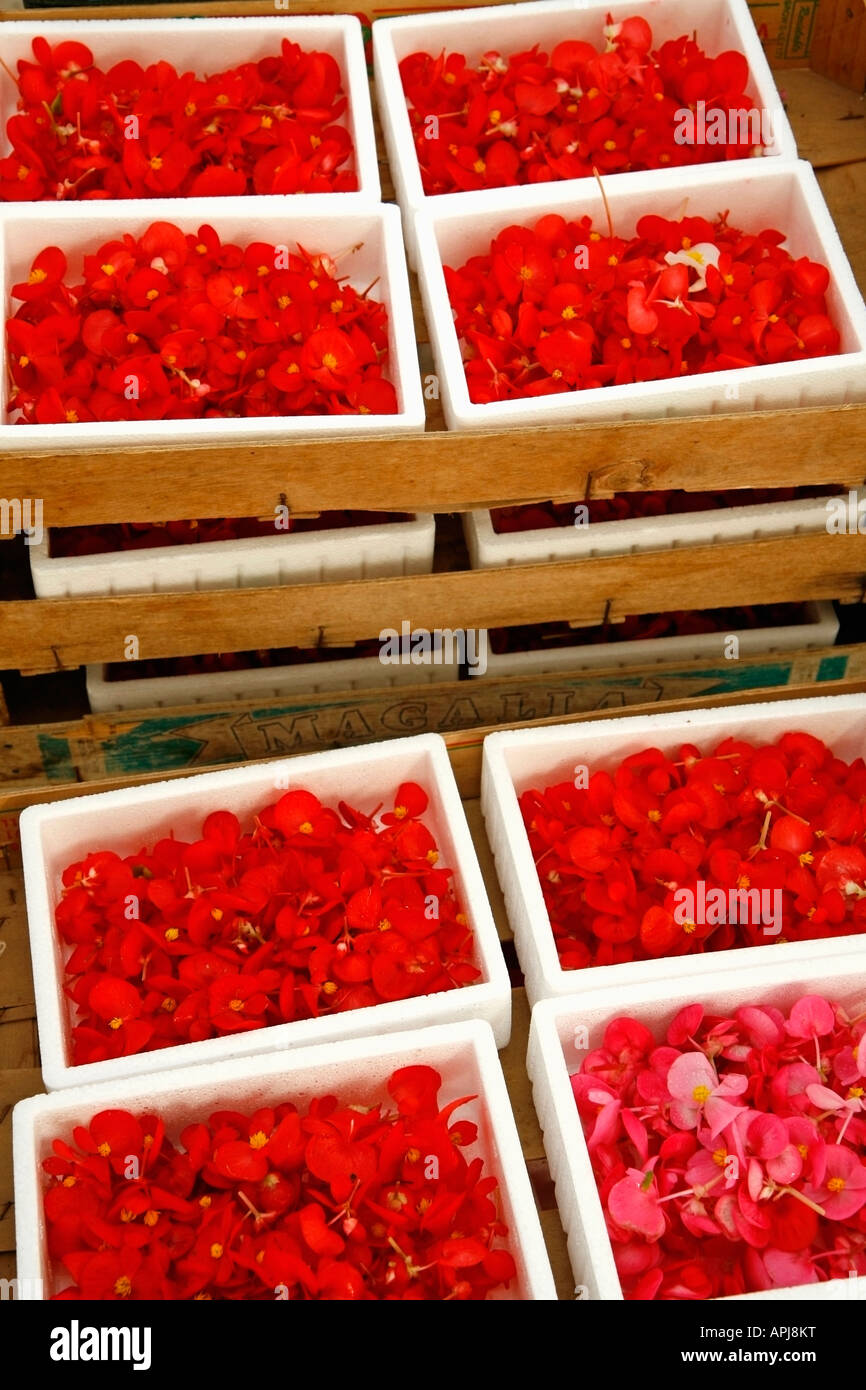 Edible flowers for restaurants Begonia semperflorens Stock Photo Alamy
