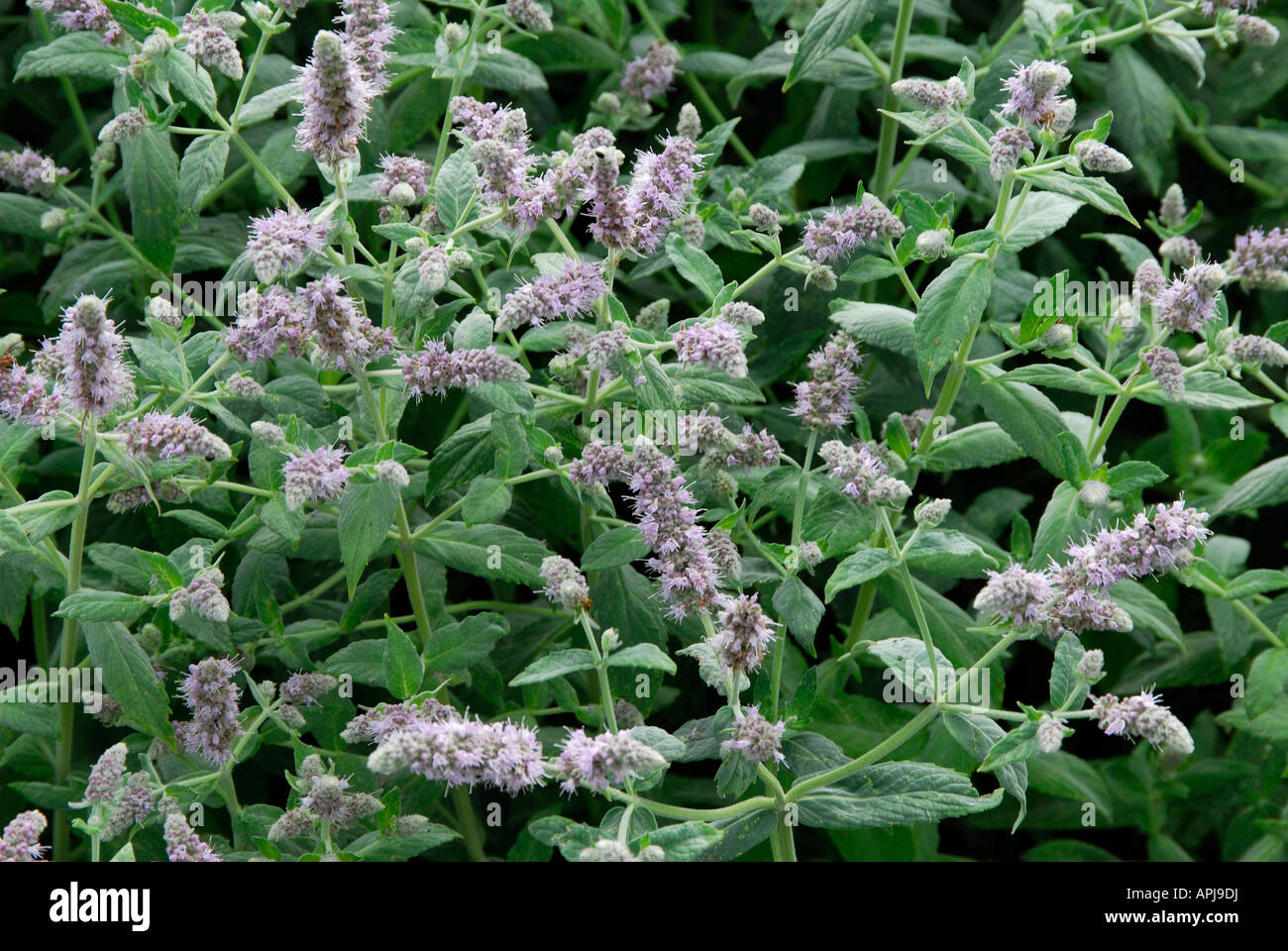 Biblical Mint Horse Mint (Mentha longifolia) flowering Stock Photo