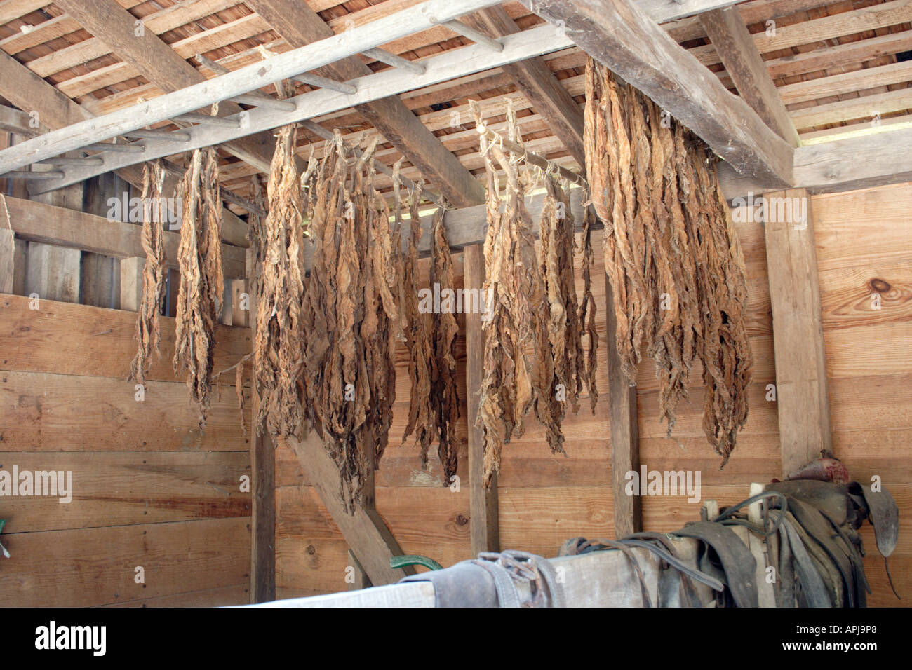 Tobacco leaves hanging to dry in a wooden structure Stock Photo