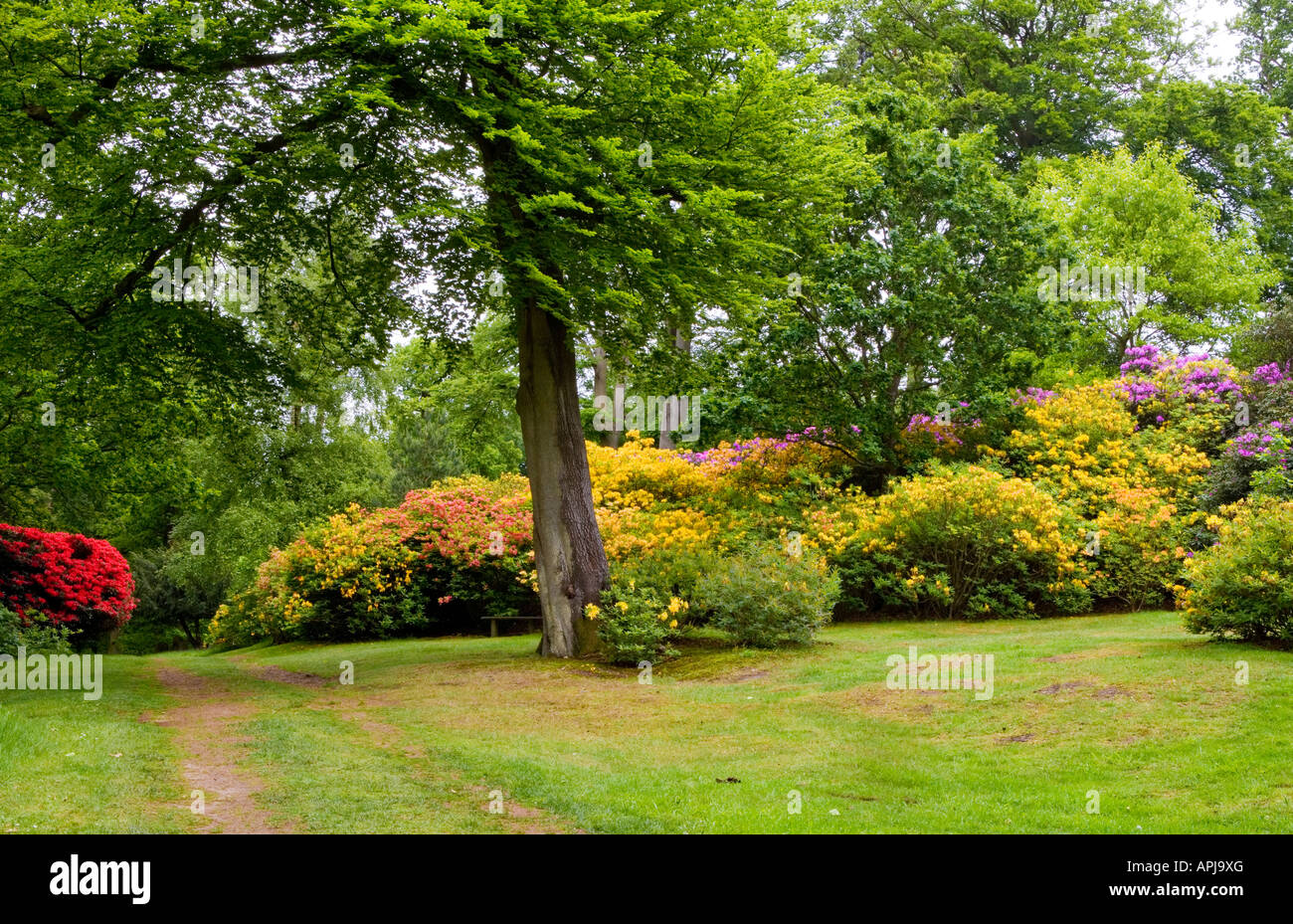 Bowood House Rhododendron Walks, Chippenham, Wiltshire, England, UK Stock Photo