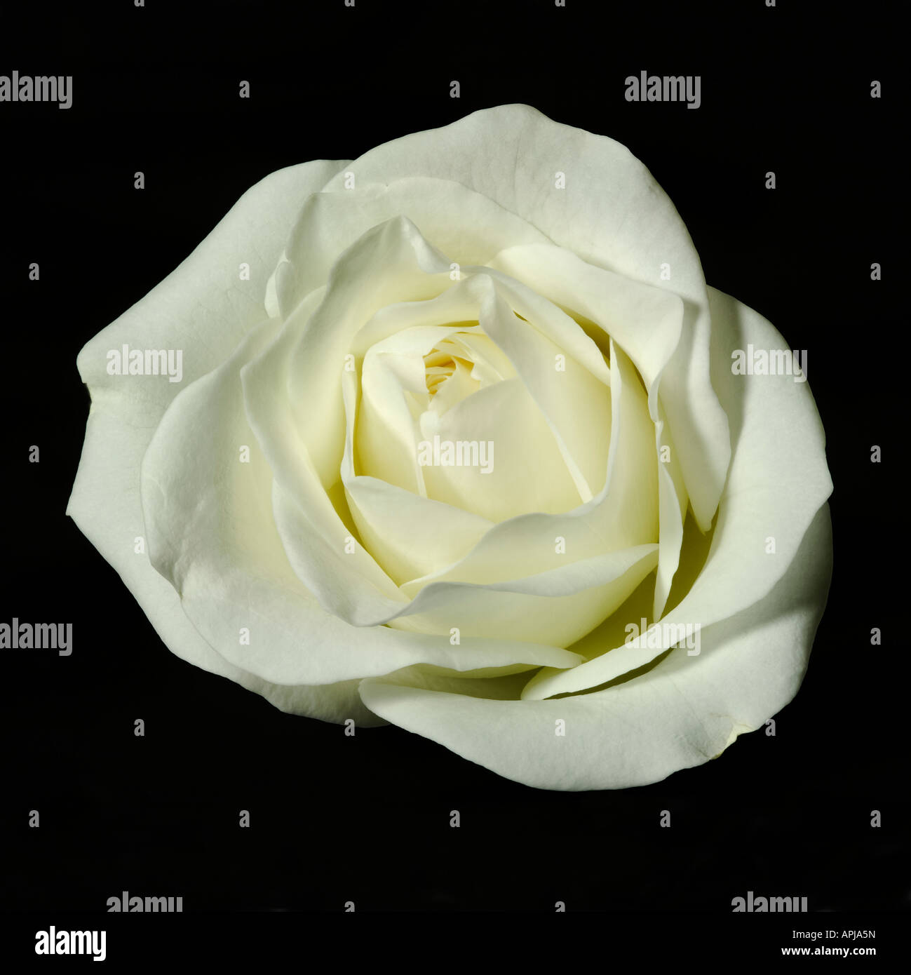 Close up rose flower hi-res stock photography and images - Alamy