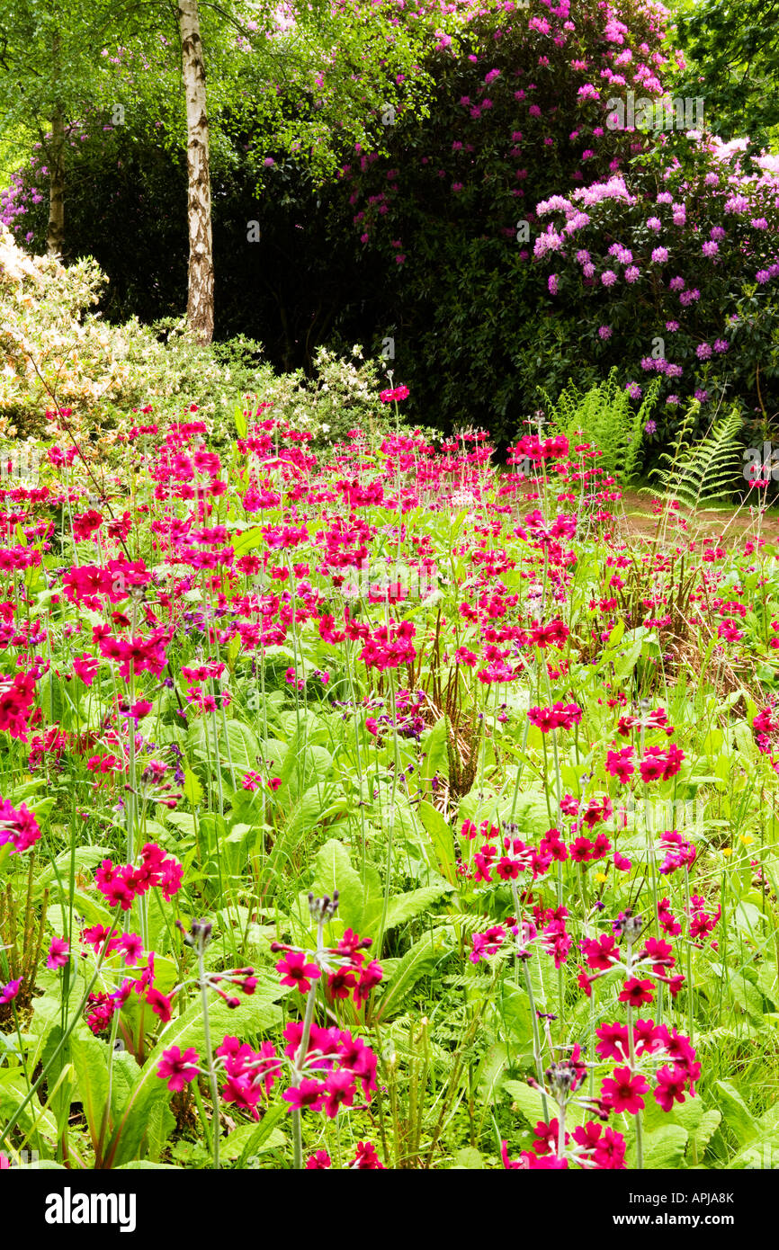 Pink Candelabra primroses Primula candelabra with rhododendrons in the background Stock Photo