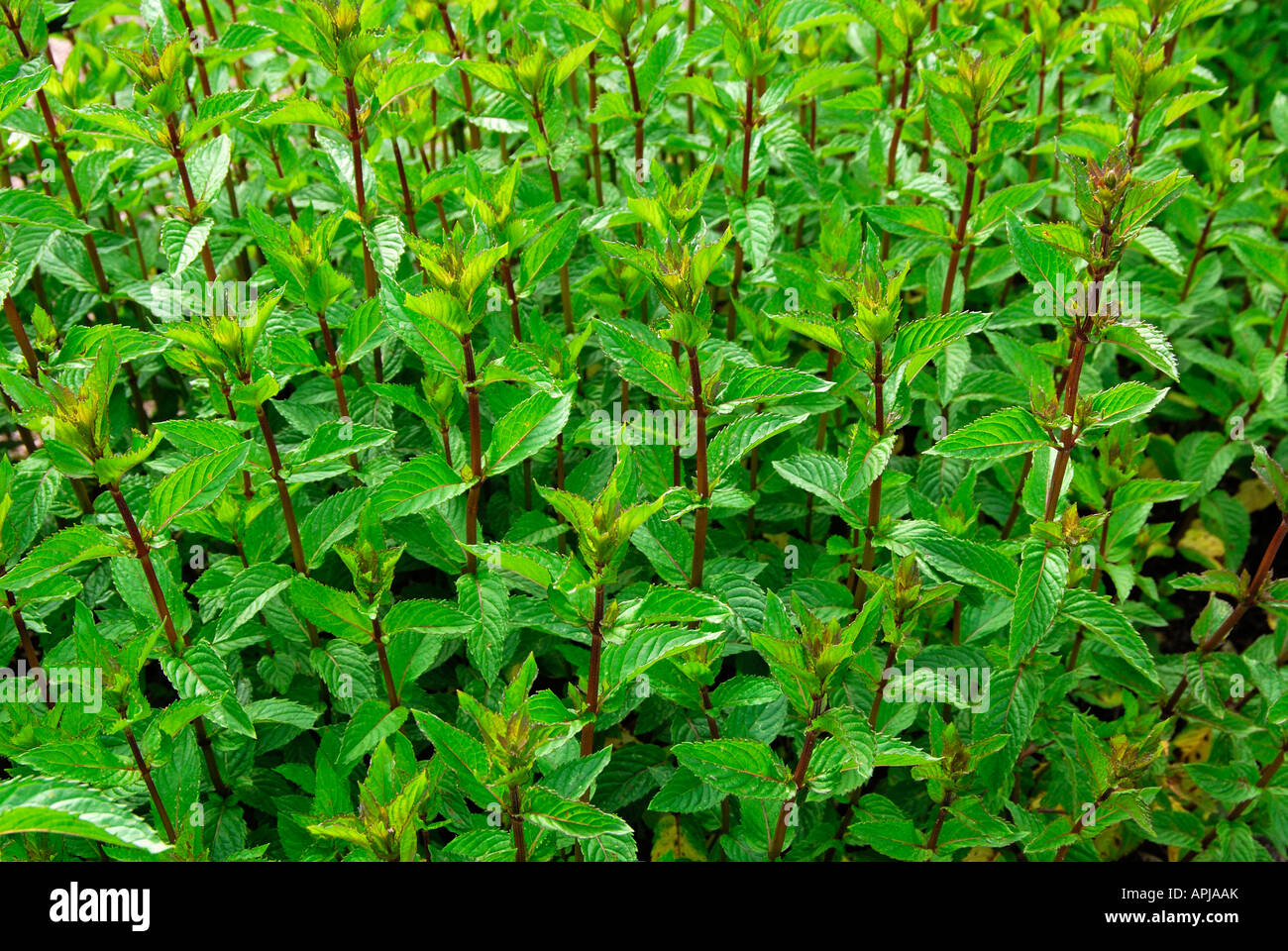 Peppermint (Mentha piperita), plants seen from above Stock Photo