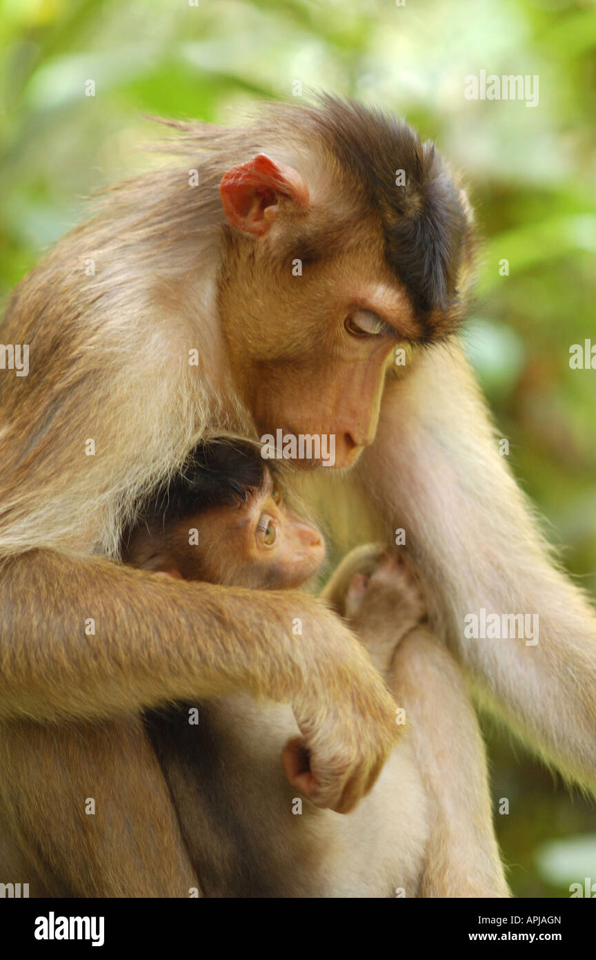 Wild mother and baby Pig-tailed Macaque at the Sepilok sanctuary Borneo  Stock Photo - Alamy