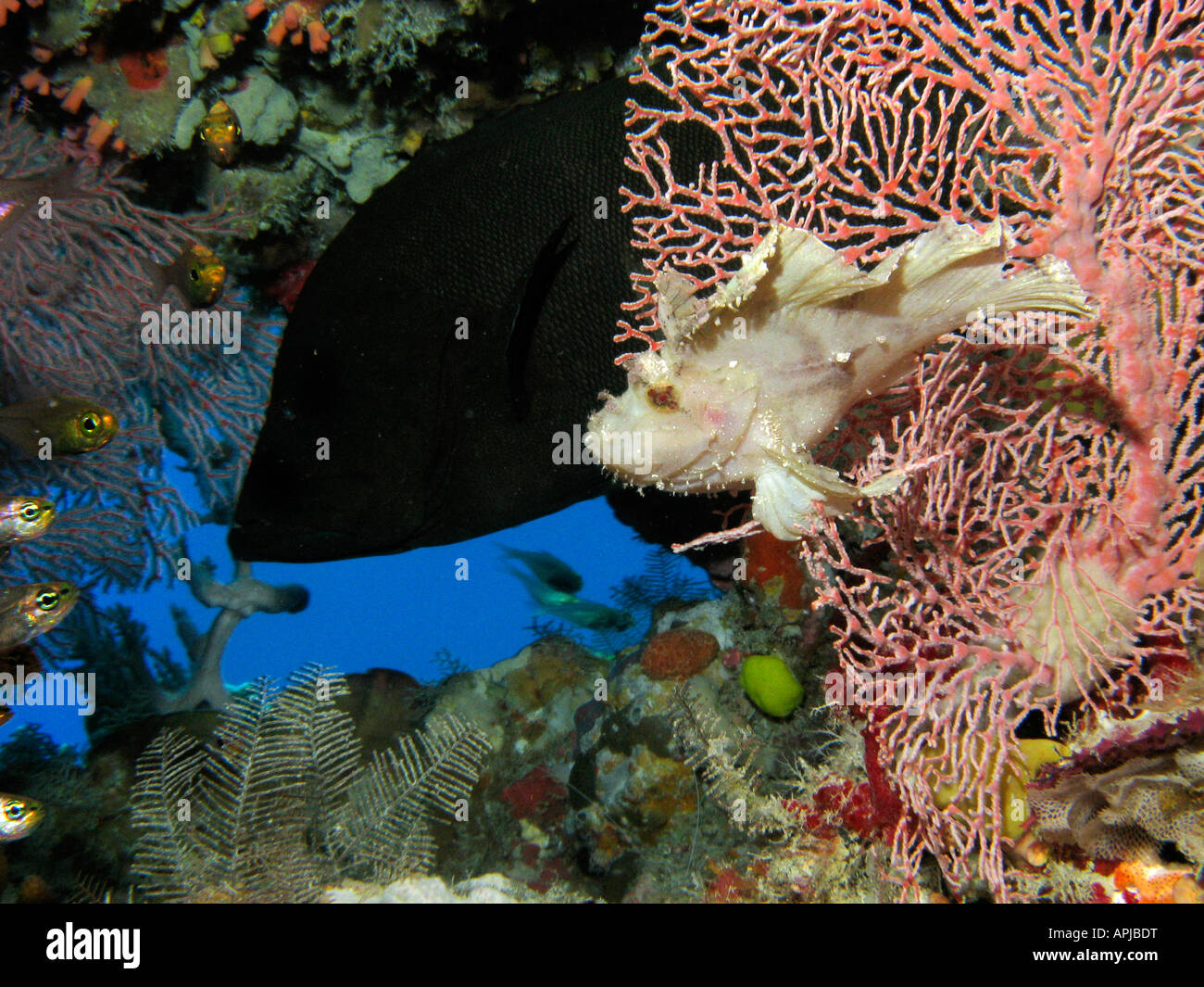 Scorpionfish Red flushed Rockcod and Fan Coral Agincourt Reef Great Barrier Reef North Queensland Australia Stock Photo