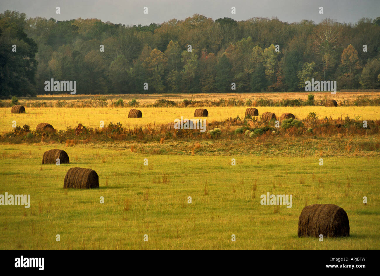 Natchez Trace Parkway view from road near Port Gibson Mississippi USA