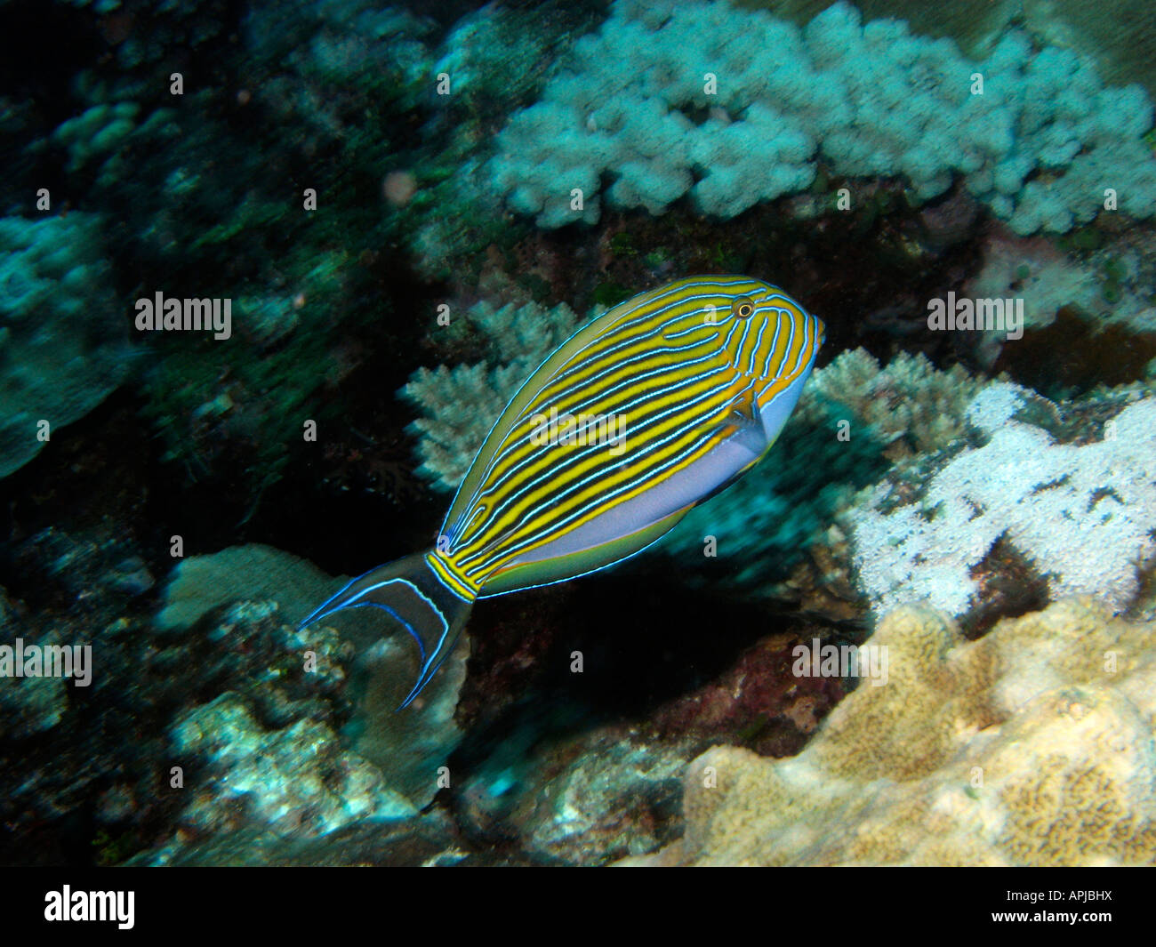 Blue lined Surgeonfish Acanthurus lineatus Agincourt Reef Great Barrier Reef North Queensland Australia Stock Photo