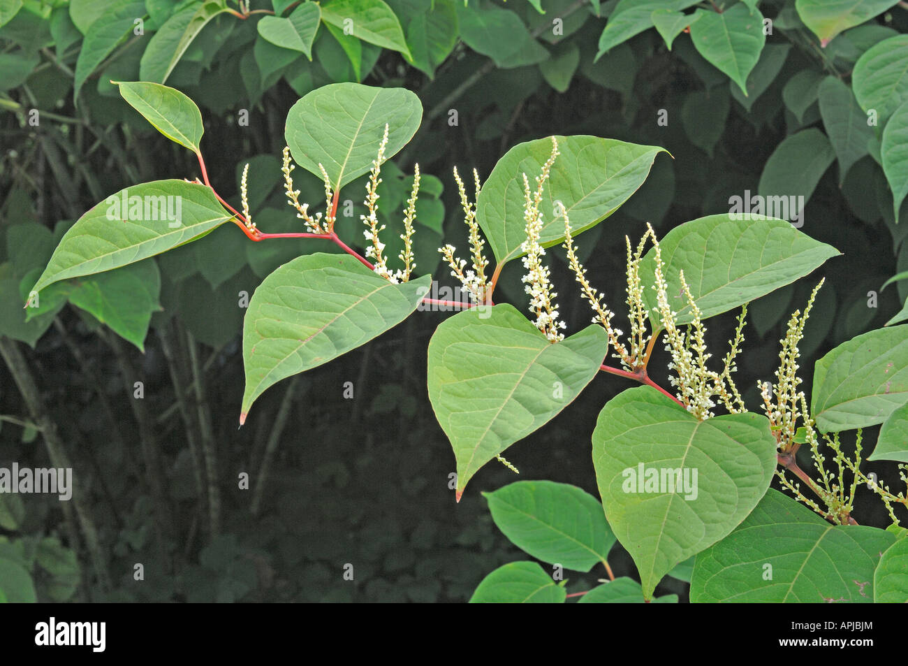 Japanese Knotweed (Reynoutria japonica Fallopia japonica) twigs with leaves and blossoms Stock Photo