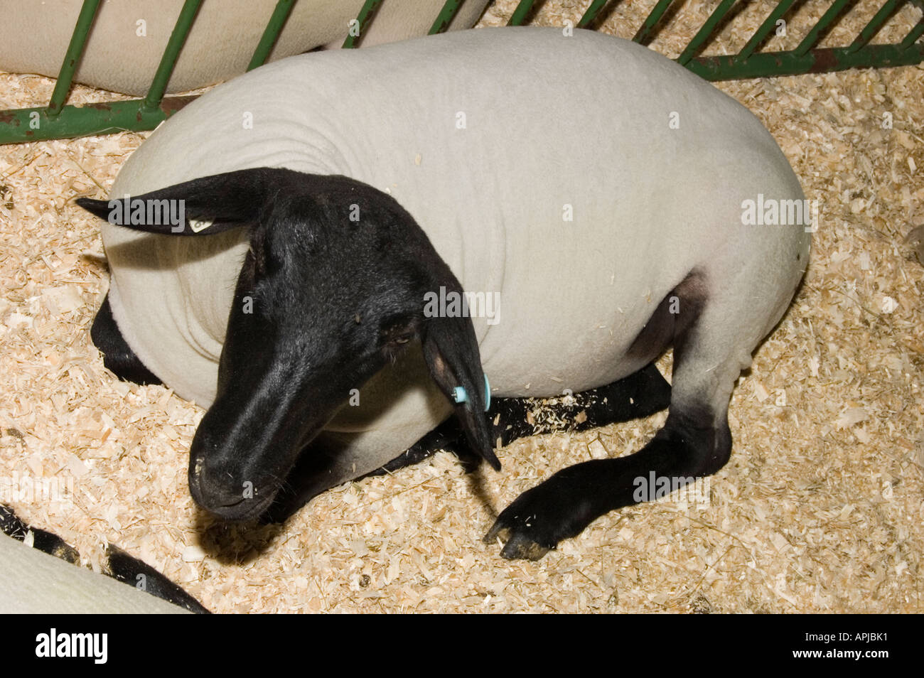 Armada Fair Michigan USA Stock Photo Alamy