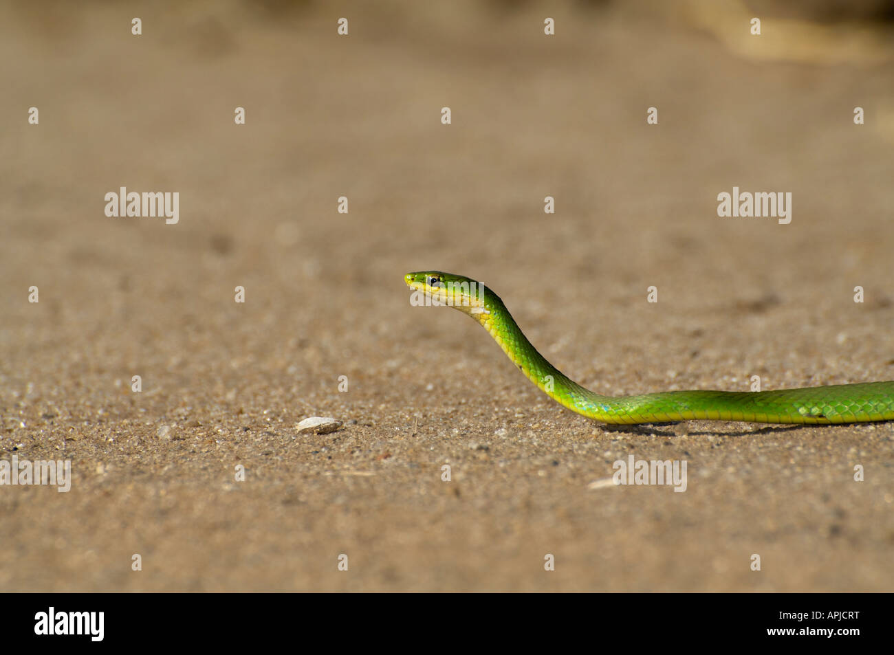 Green Snake Stock Photo