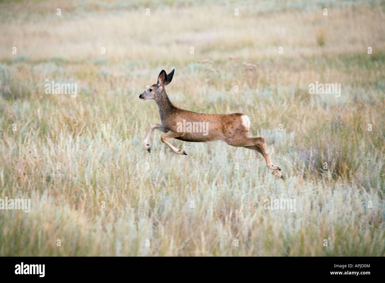 Mule Deer In The Badlands High Resolution Stock Photography and Images ...