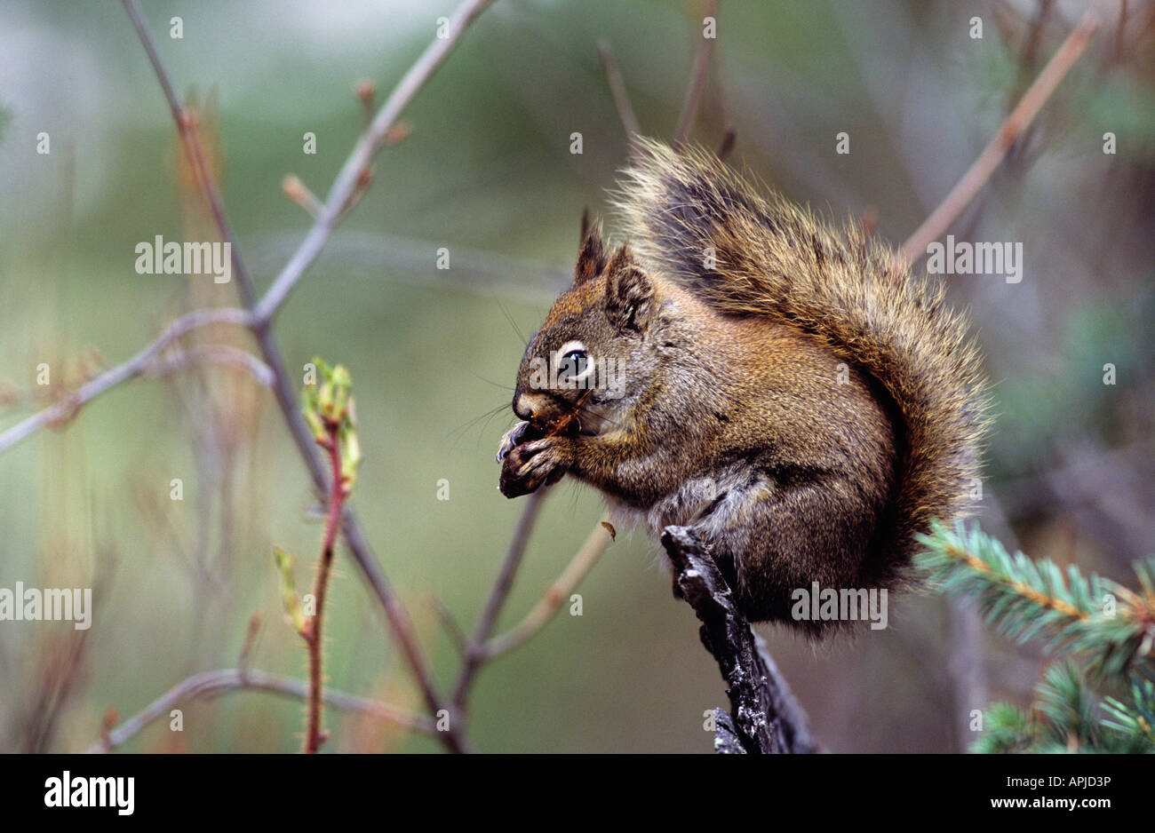 Red squirrel eating a spruce cone Stock Photo Alamy