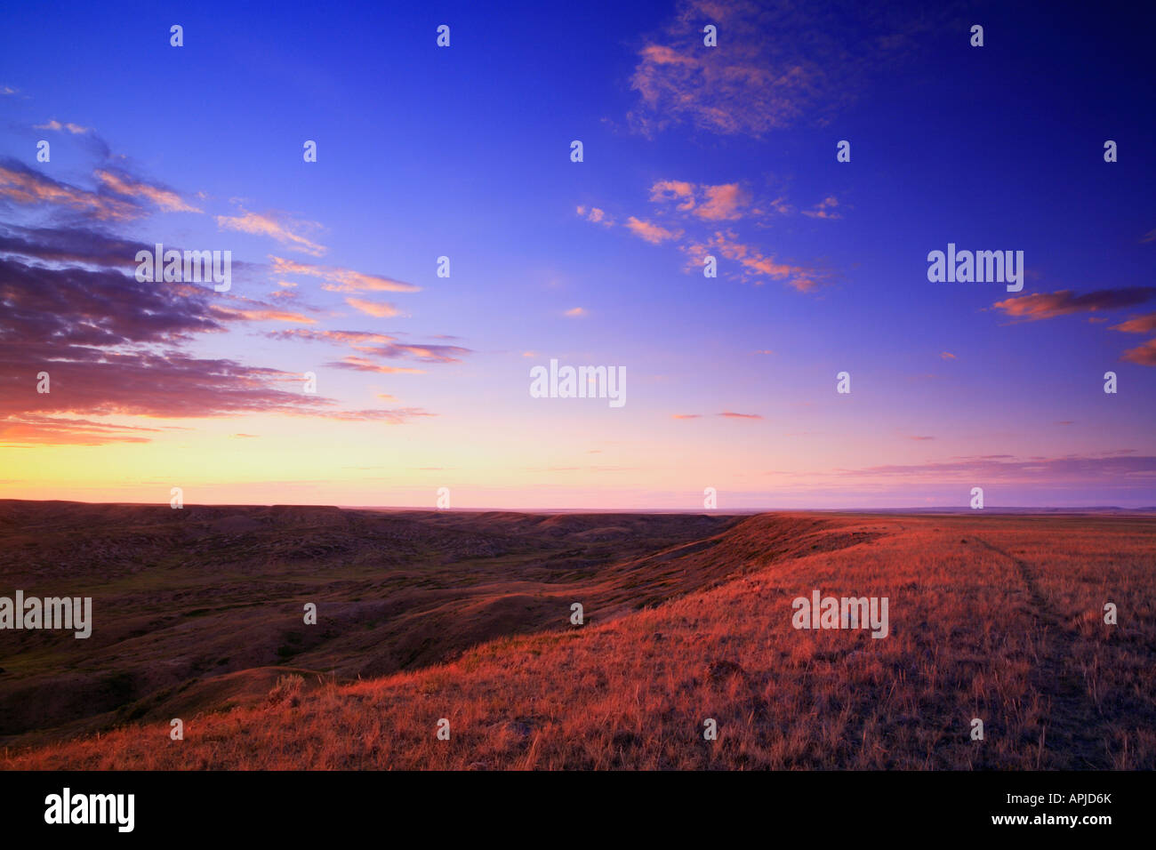 The mixed grass prairie ecosystem on the Canadian Prairies in ...