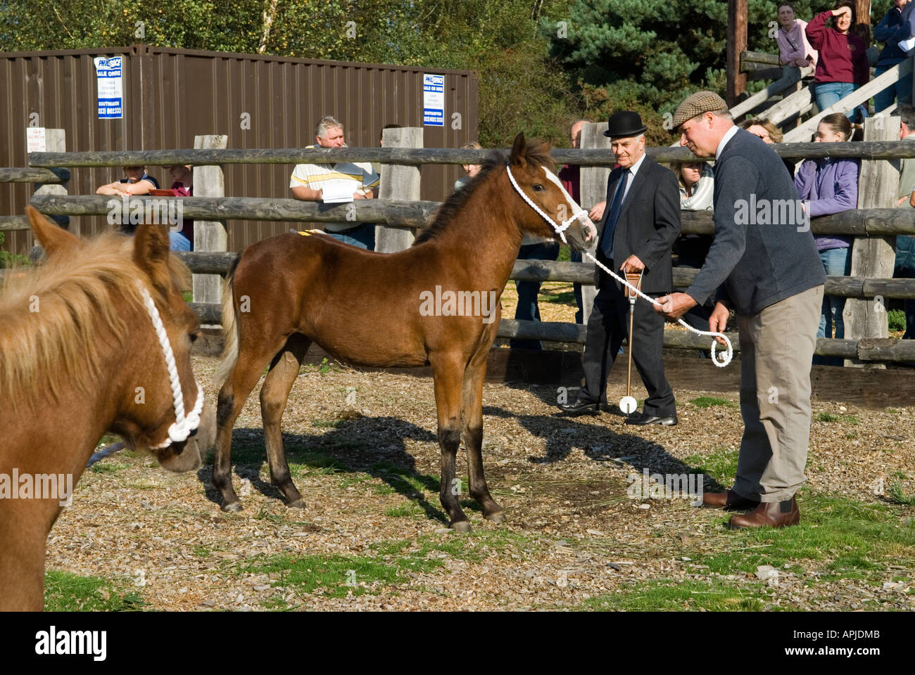 The annual “New Forest” Pony autumn auction “Beaulieu Road” Sales yard