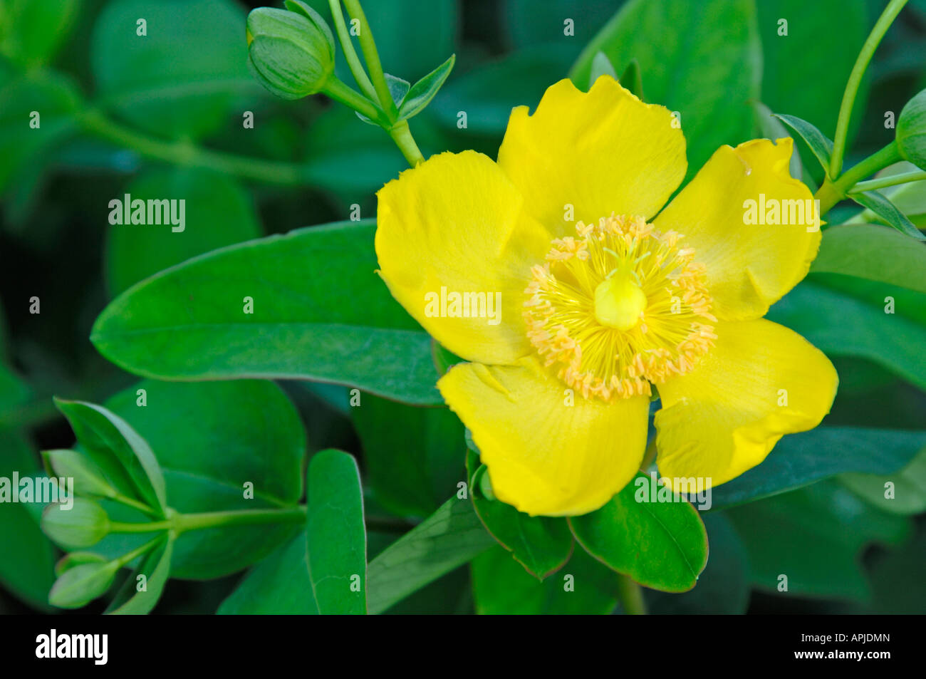 Stinking Tutsan (Hypericum hircinum), variety: Hidcote, flower Stock Photo