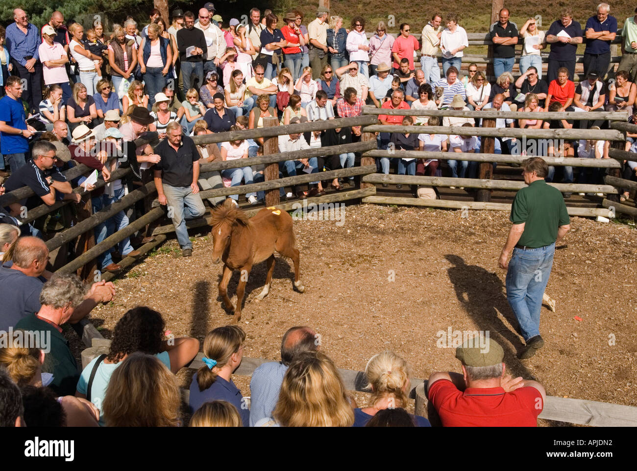 Beaulieu pony sales hires stock photography and images Alamy