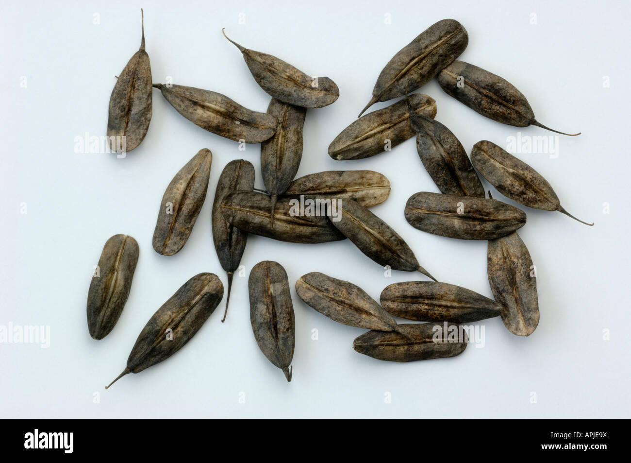 Common Dyers Weed, Dyers Woad, Woad, Glastum (Isatis tinctoria), seeds, studio picture Stock Photo