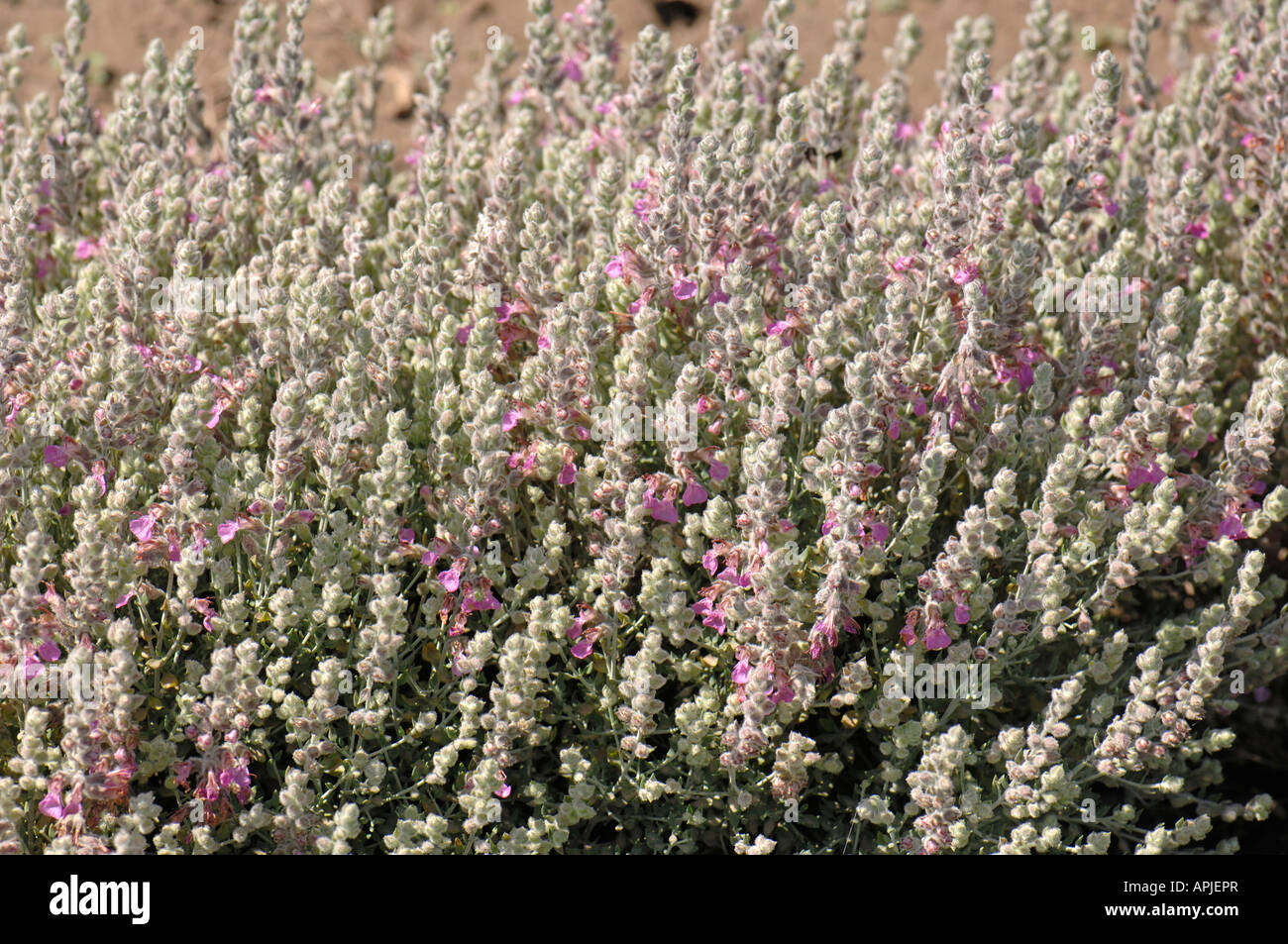 Cat Thyme Germander (Teucrium marum), flowering Stock Photo Alamy
