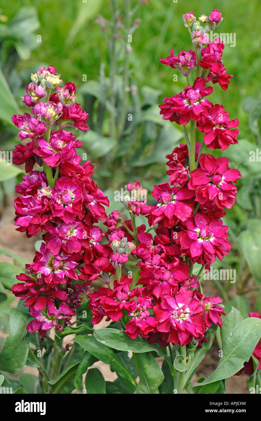 Brompton Stock Stock Ten Week Stock Hoary Stock (Matthiola incana) flowering Stock Photo
