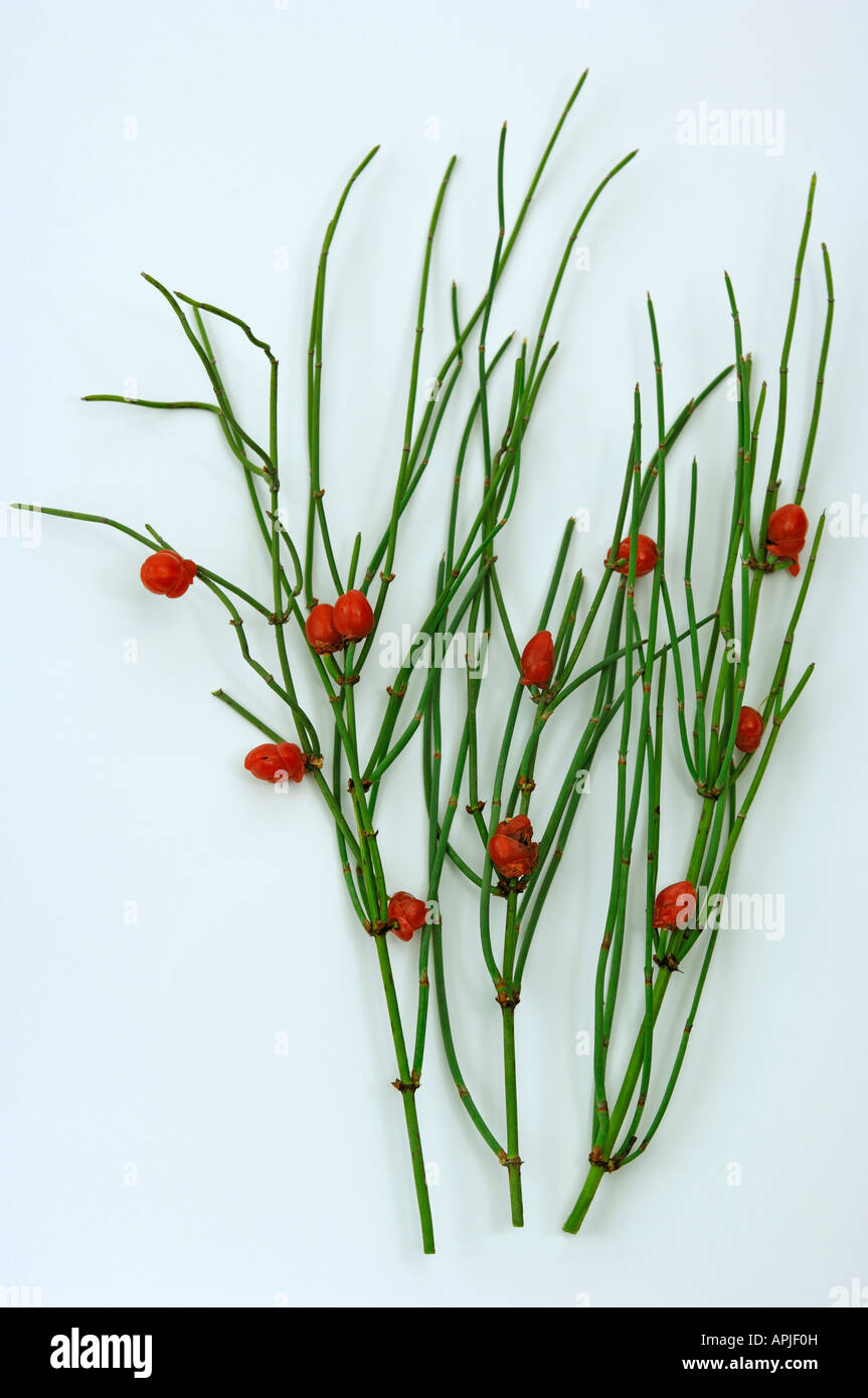 Country Mallow Joint Fire Ma huang Cao Ma Huang Chinese ephedra (Ephedra sinica) plant with fruits studio picture Stock Photo