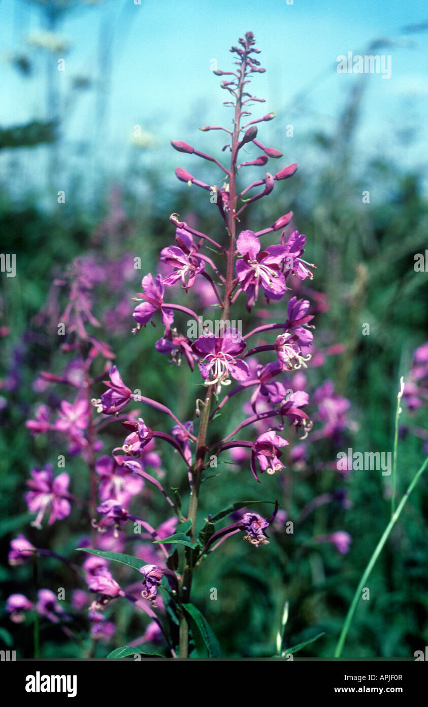 Willowherb family hi-res stock photography and images - Alamy