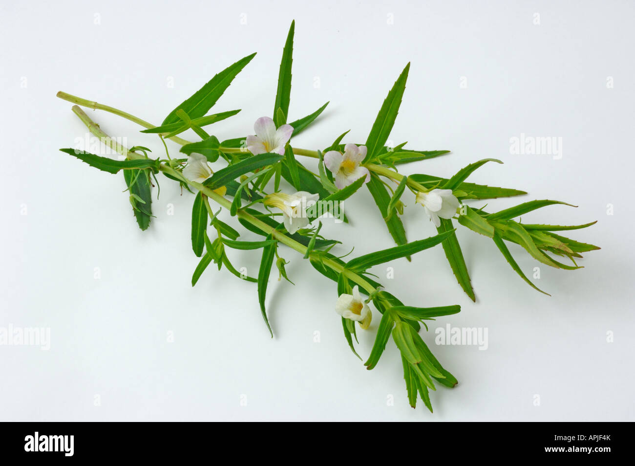 Gratiola (Gratiola officinalis) flowering twigs studio picture Stock Photo