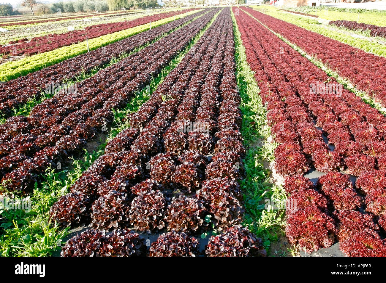 Vegetables production Balaguer Lleida Catalonia Spain Europe Stock Photo