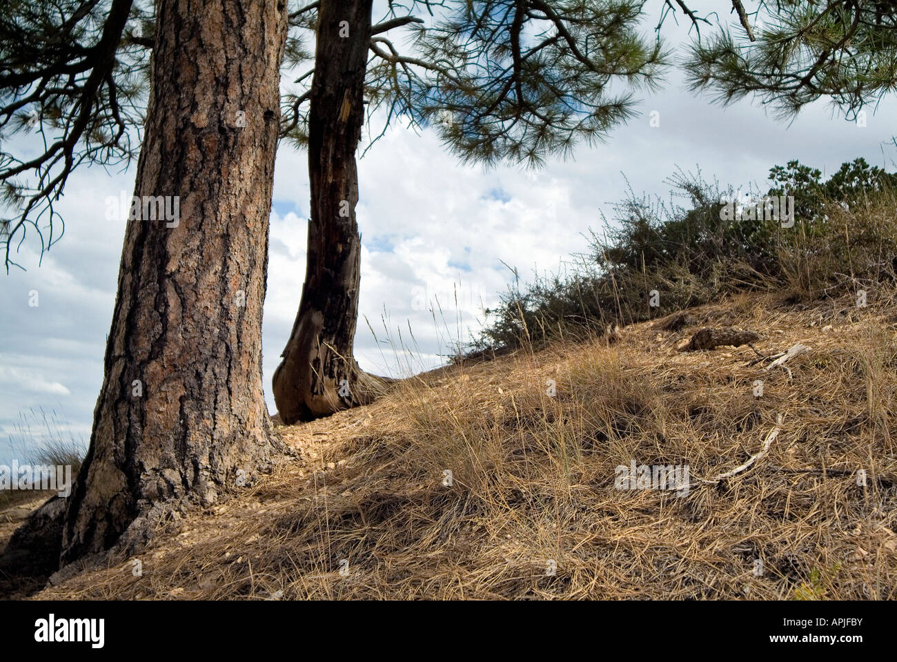 Pine trees. Utah state. USA Stock Photo Alamy