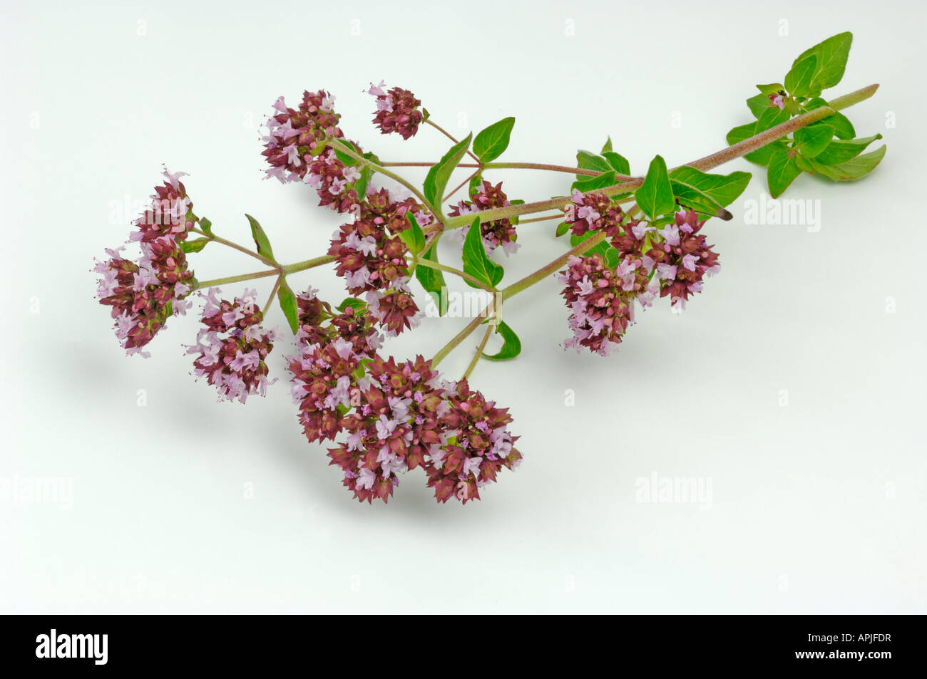 Oregano, Wild Majoram (Origanum vulgare), flowering twig; studio picture Stock Photo