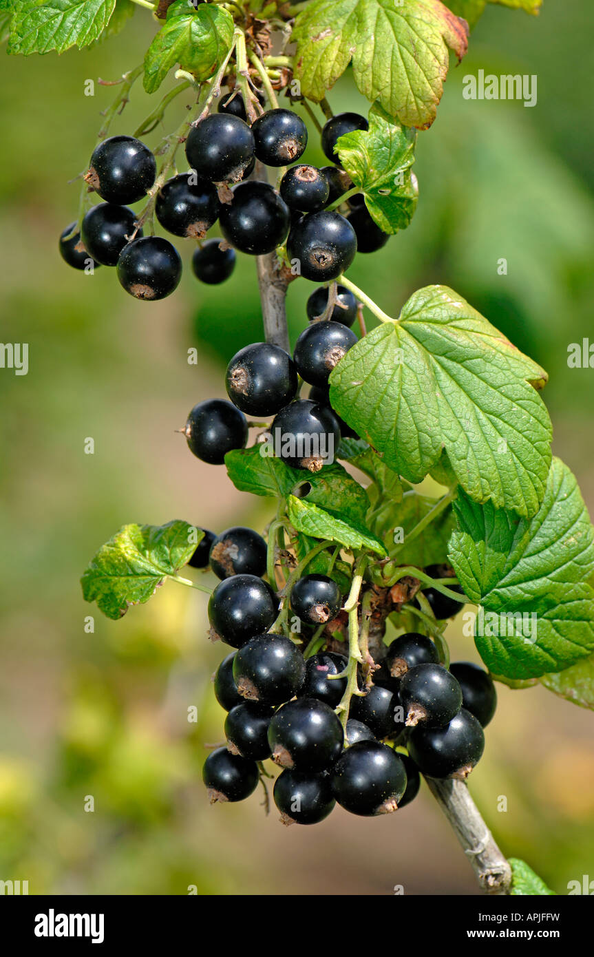 Black Currant (Ribes nigrum), twig with ripe fruit Stock Photo