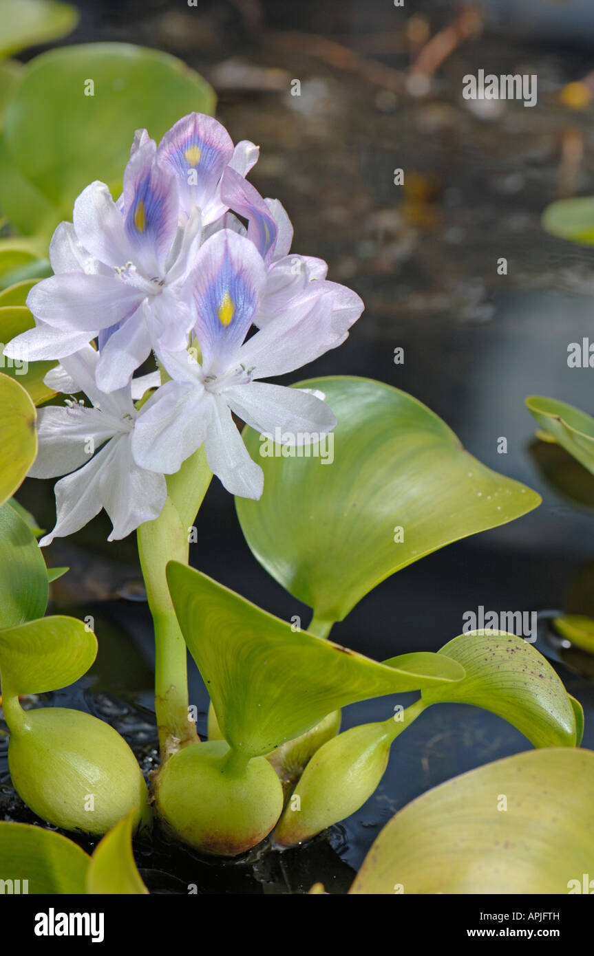 Common Water Hyazinth (Eichhornia crassipes), flowering Stock Photo