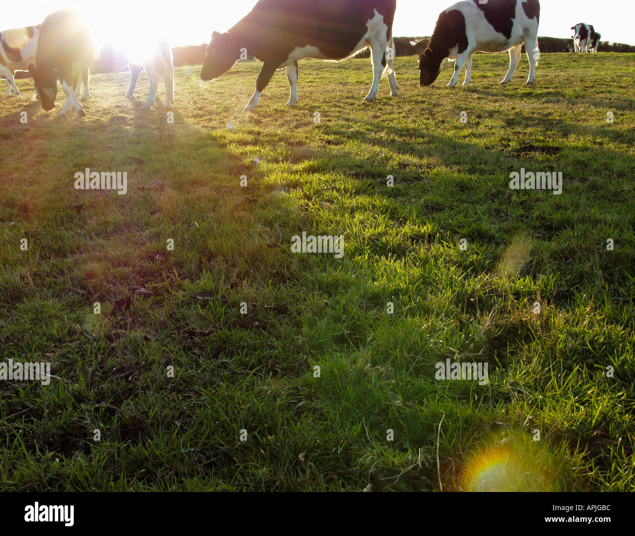 Till the cows come home hi-res stock photography and images - Alamy