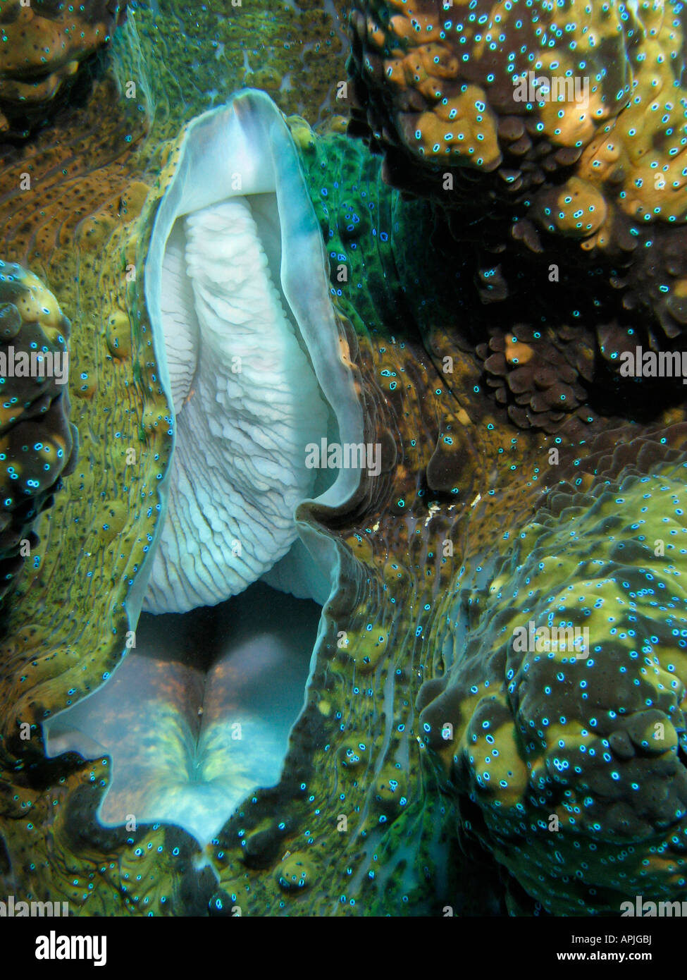 Clams under water hires stock photography and images Alamy