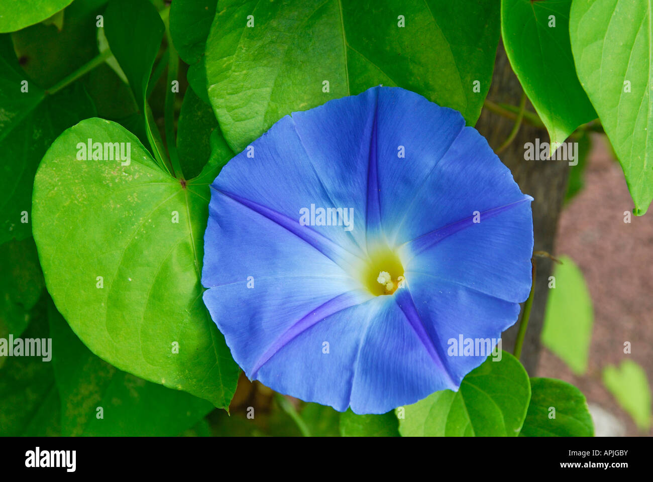 Flying Saucers, Heavenly Blue Morning Glory (Ipomoea tricolor), flower Stock Photo