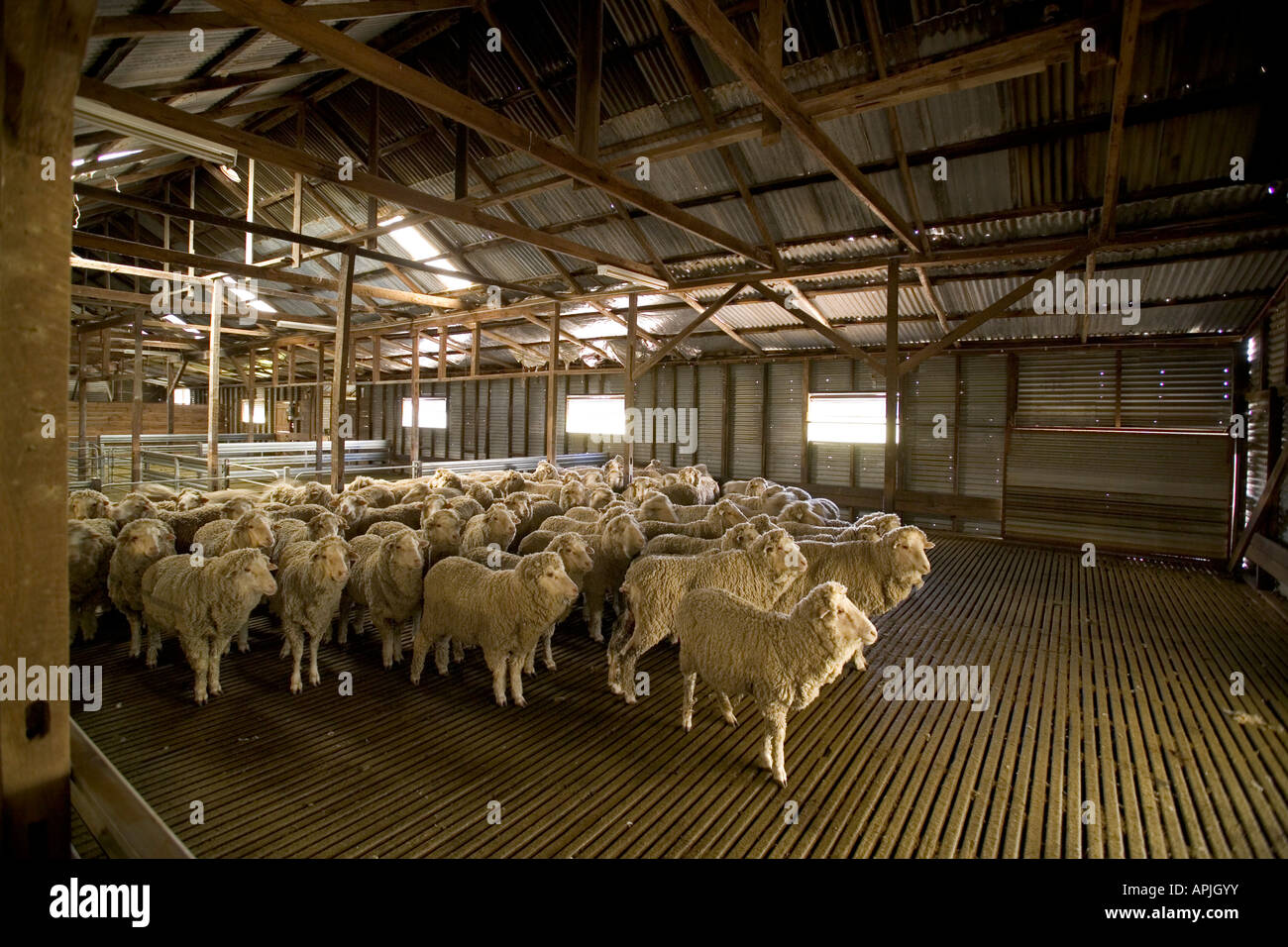 Can Sheep Shed Their Own Wool at Deana Miller blog