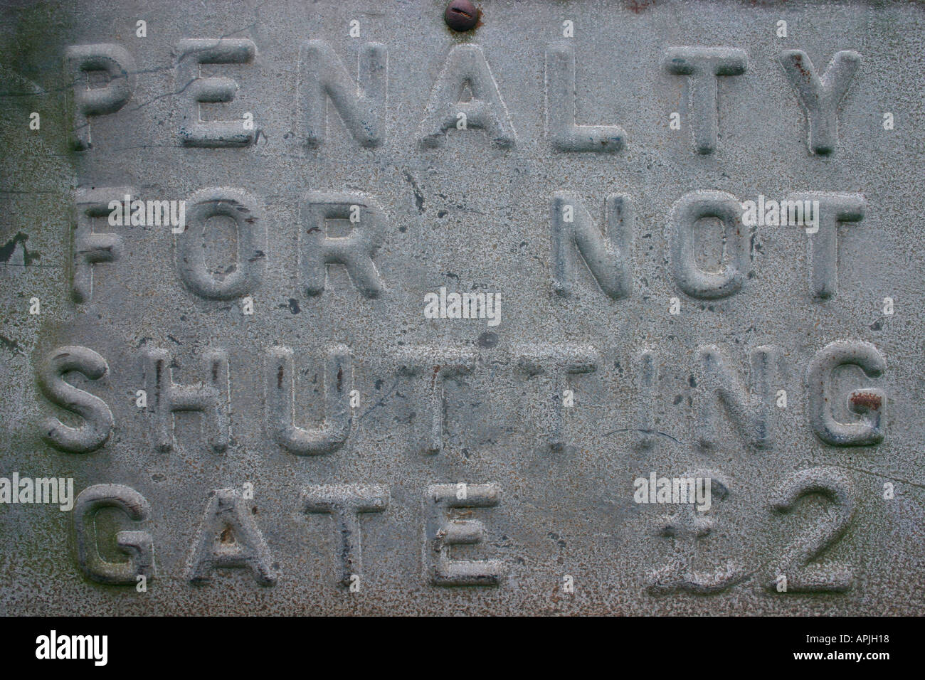 Who let the cows out? Stock Photo