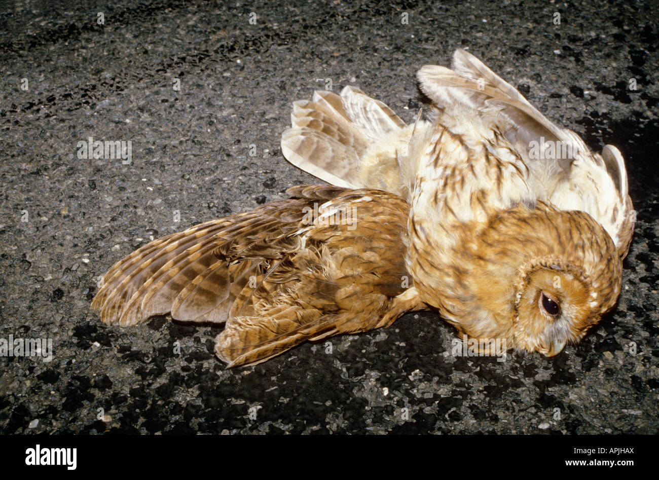 Animaux mort sur la route dead on the street accident accidental accidentally animal animals bleed bleeding blood bloody blut bl Stock Photo