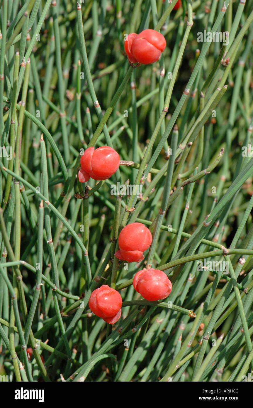 Country Mallow Joint Fire Ma huang Cao Ma Huang Chinese ephedra (Ephedra sinica) Plant with fruits Stock Photo