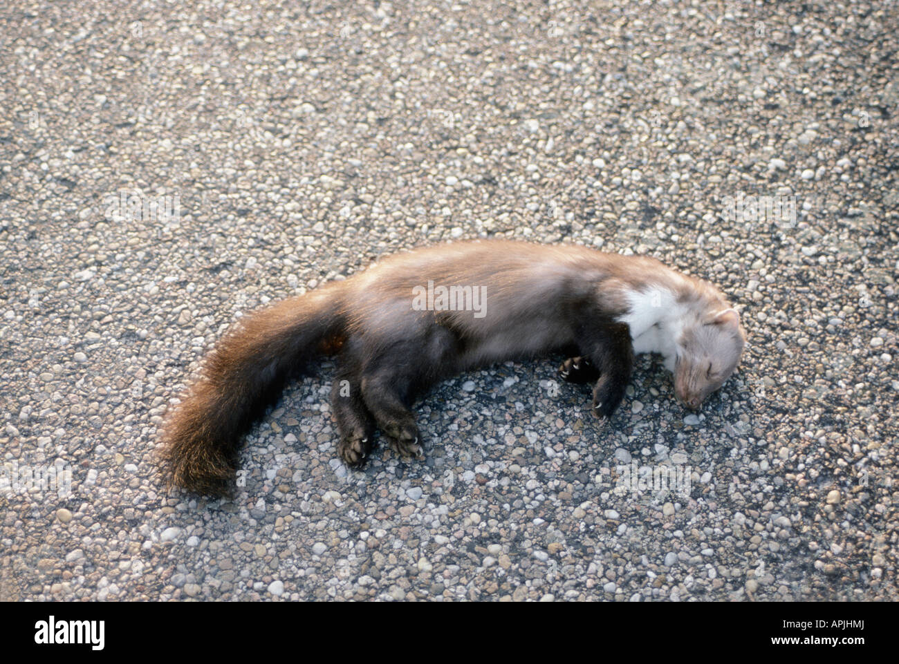 Animaux mort sur la route dead on the street accident accidental accidentally animal animals bleed bleeding blood bloody blut bl Stock Photo