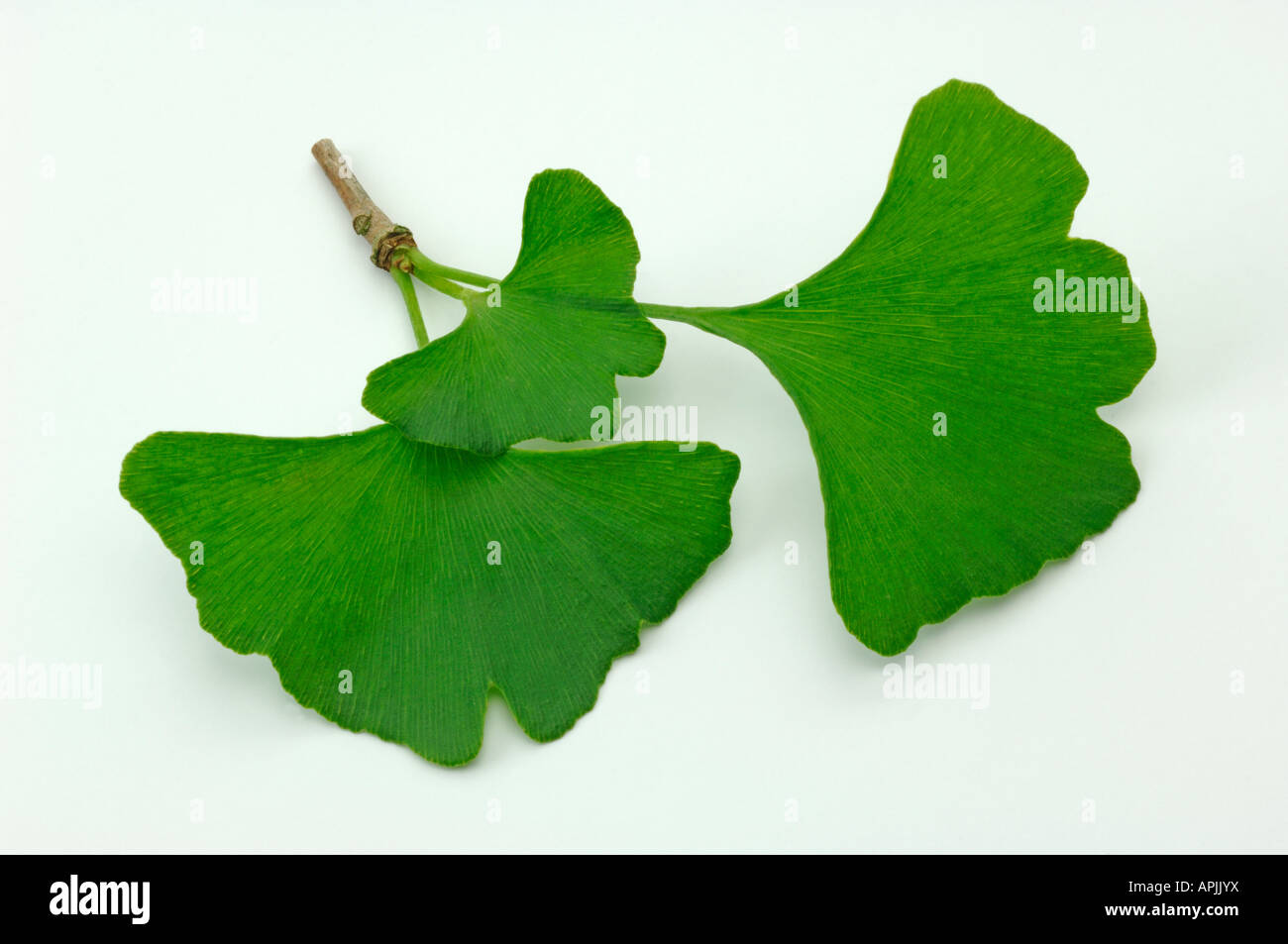 Gingkophyta hi-res stock photography and images - Alamy
