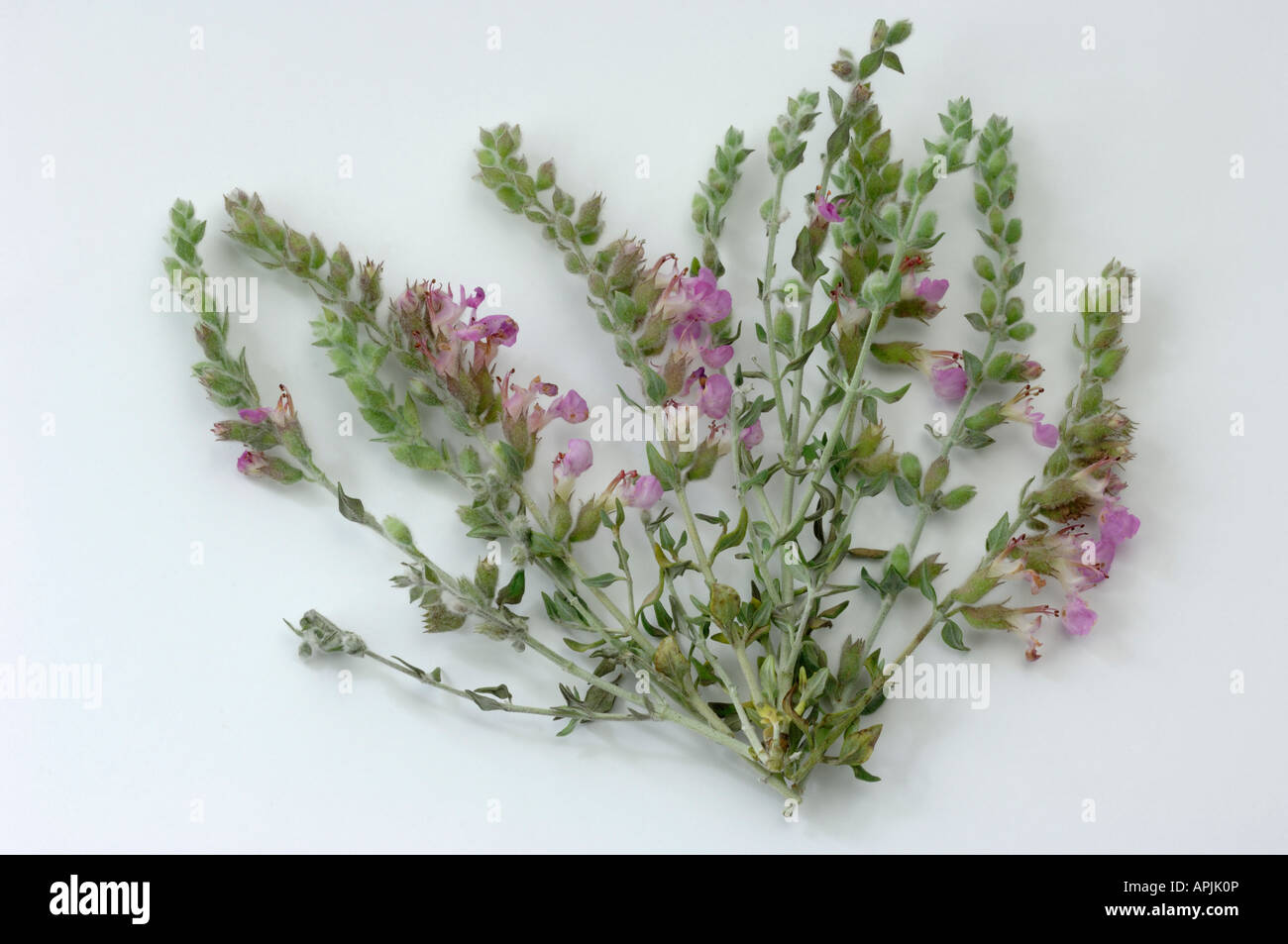 Cat Thyme Germander (Teucrium marum), flowering plant, studio picture Stock Photo