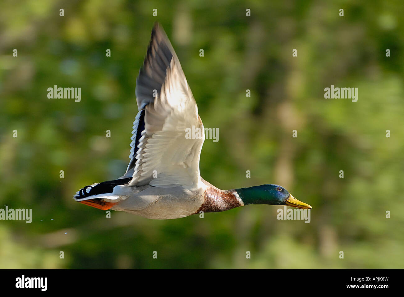 Mallard (Anas platyrhynchos) drake in flight Stock Photo