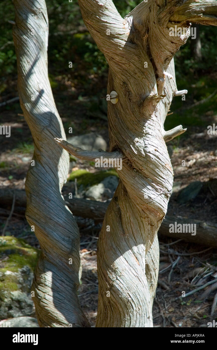 Twisted cedar tree trunk Stock Photo Alamy