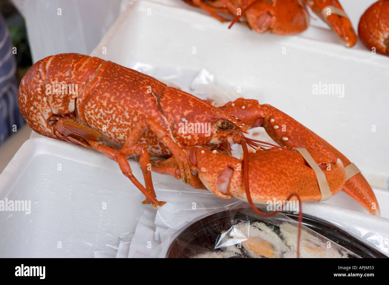 Lobster on display at a farmers market Harpenden Hertfordshire England